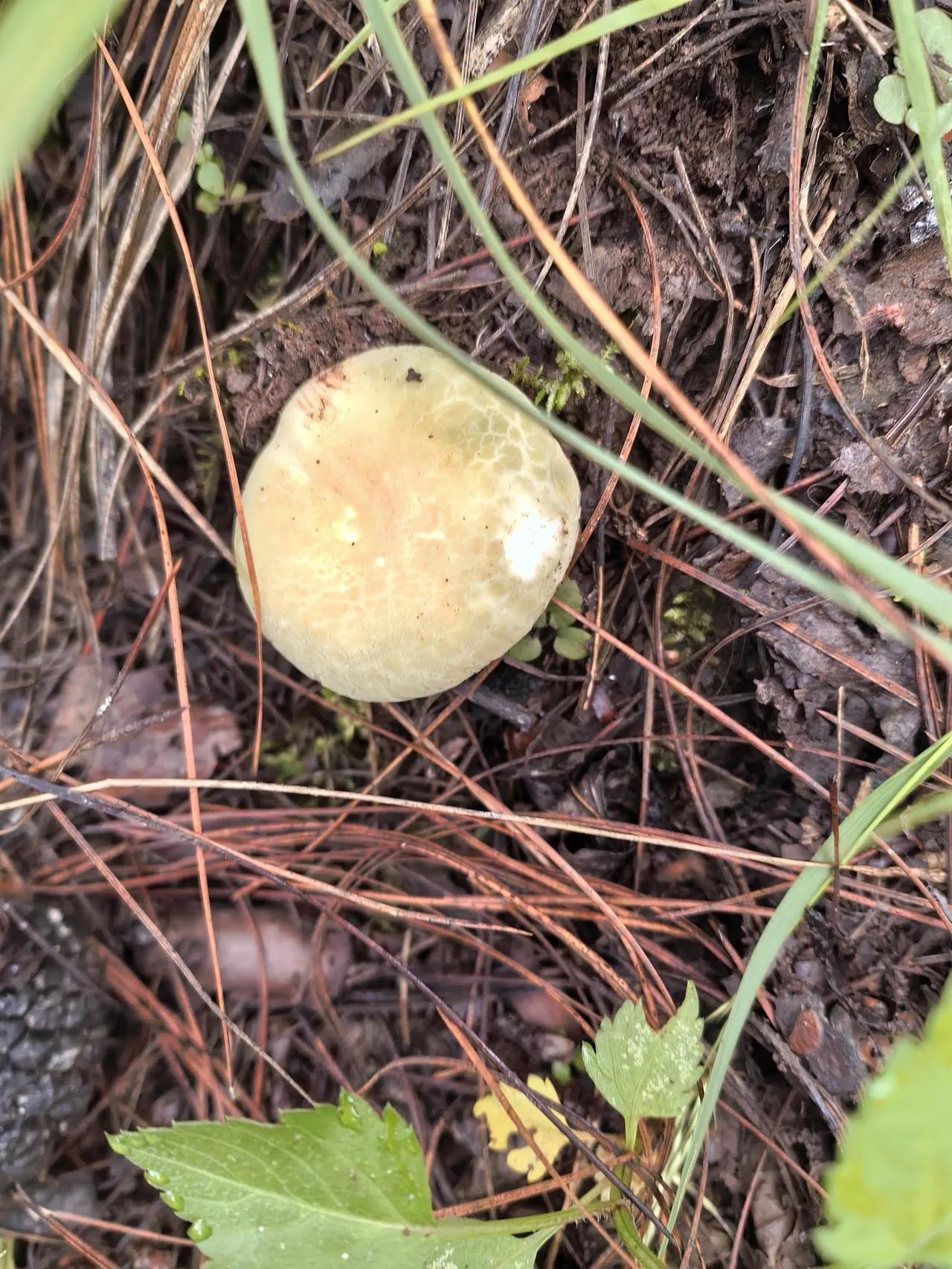 最近云南的菌子要没有了，最后一顿了吧！大理菌子 云南菌⼦ 云南吃菌子 云南吃菌的