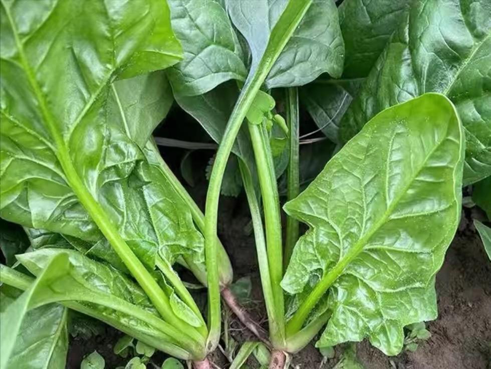 最应该“焯水”的10种食材，很多人直接下锅炒，别怕麻烦

1、菠菜
2、马齿苋