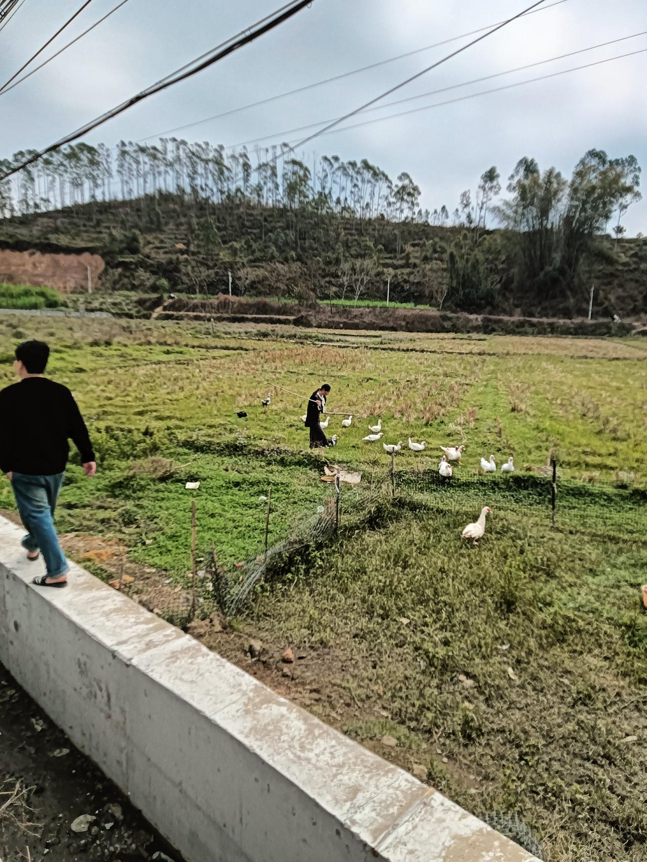 桂东南过年徐了鹅是特色招牌菜外，就数下图中的真西洋白鸭了。这种鸭子毛色雪白肉质黄