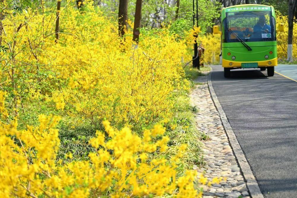 济南千佛山上百米“连翘路”金光闪耀吐芬芳！3月25日，济南千佛山景区数百米长的“