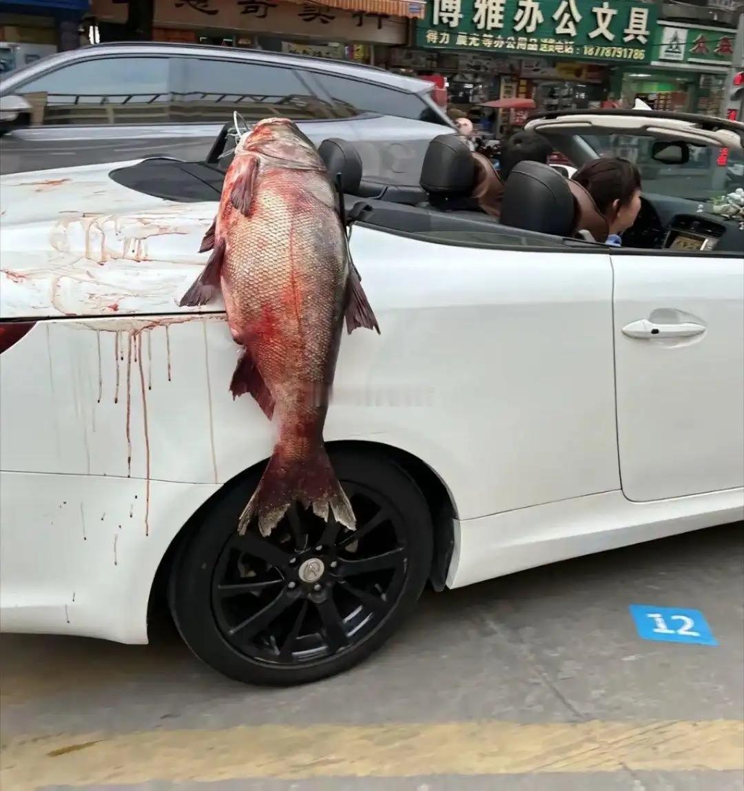 这条鱼大家觉得有多少斤