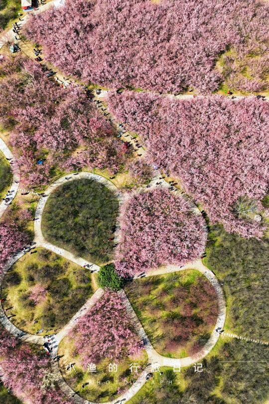 报告‼️西安大地上长了两朵巨型梅花🌸