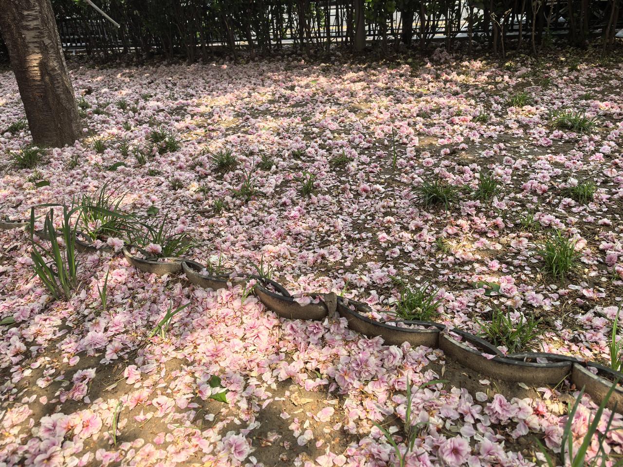 这是黛玉葬花的花吧