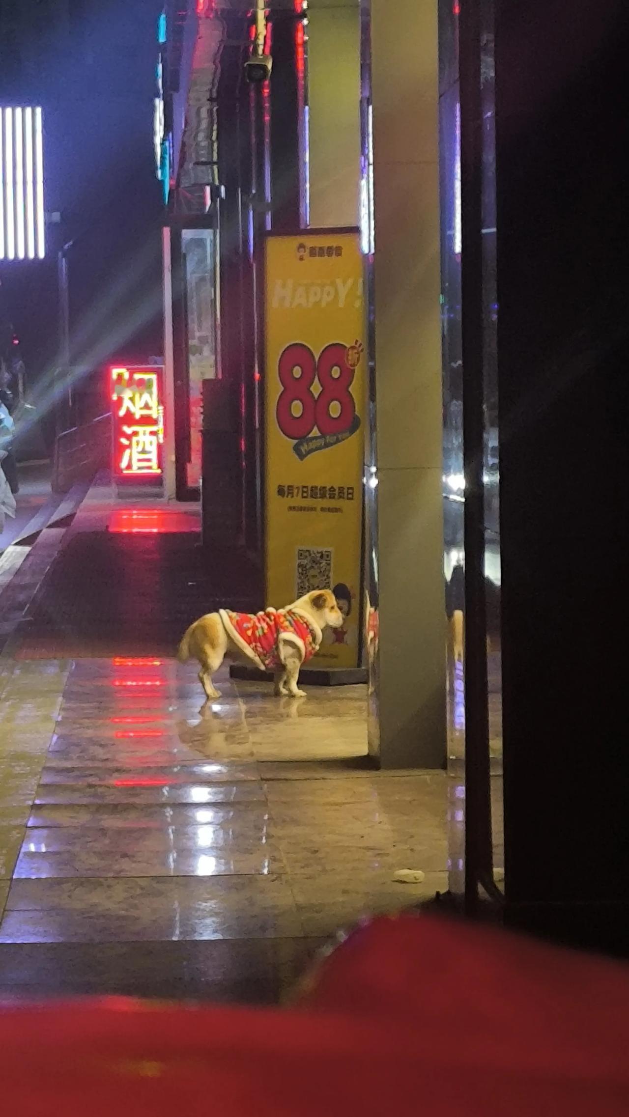 家人们谁懂啊！这只穿大花袄的小狗狗，简直萌翻宇宙！那身花袄，红配绿的热闹配色，像