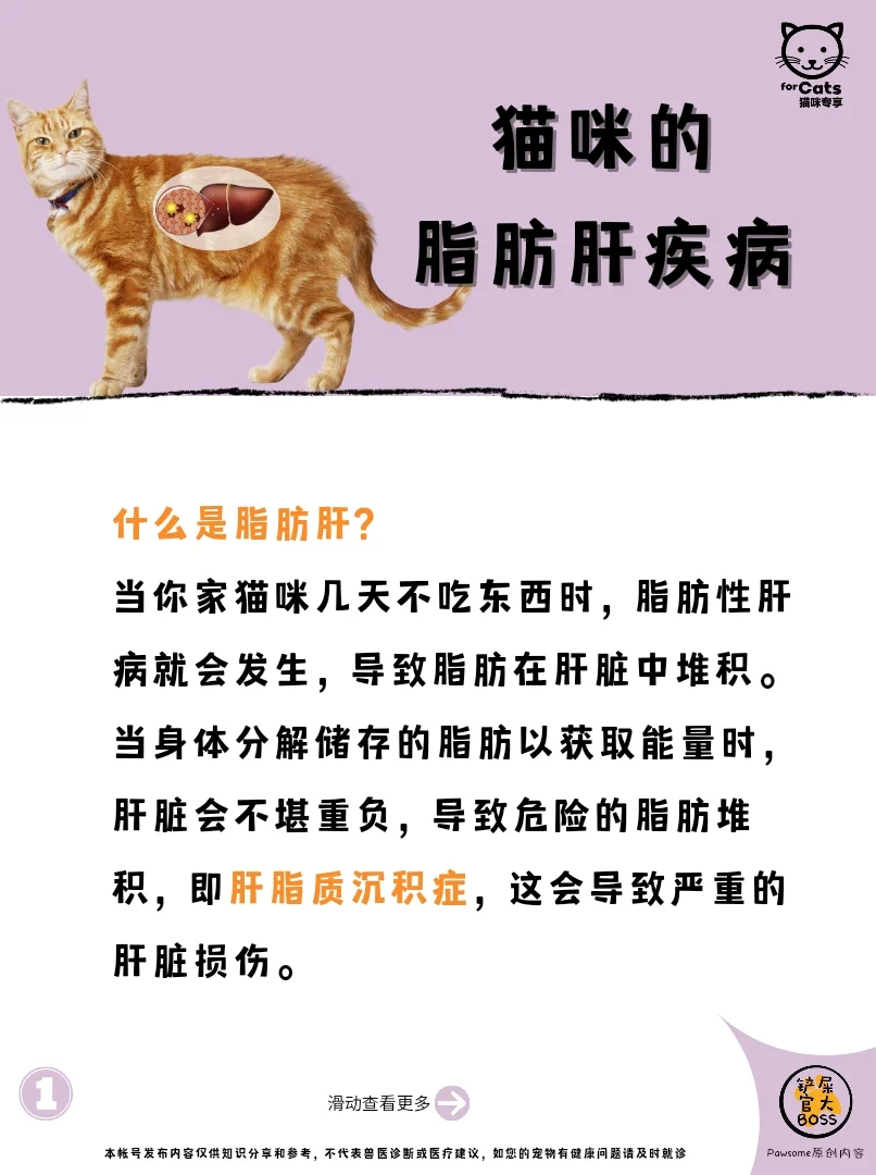 猫咪脂肪肝