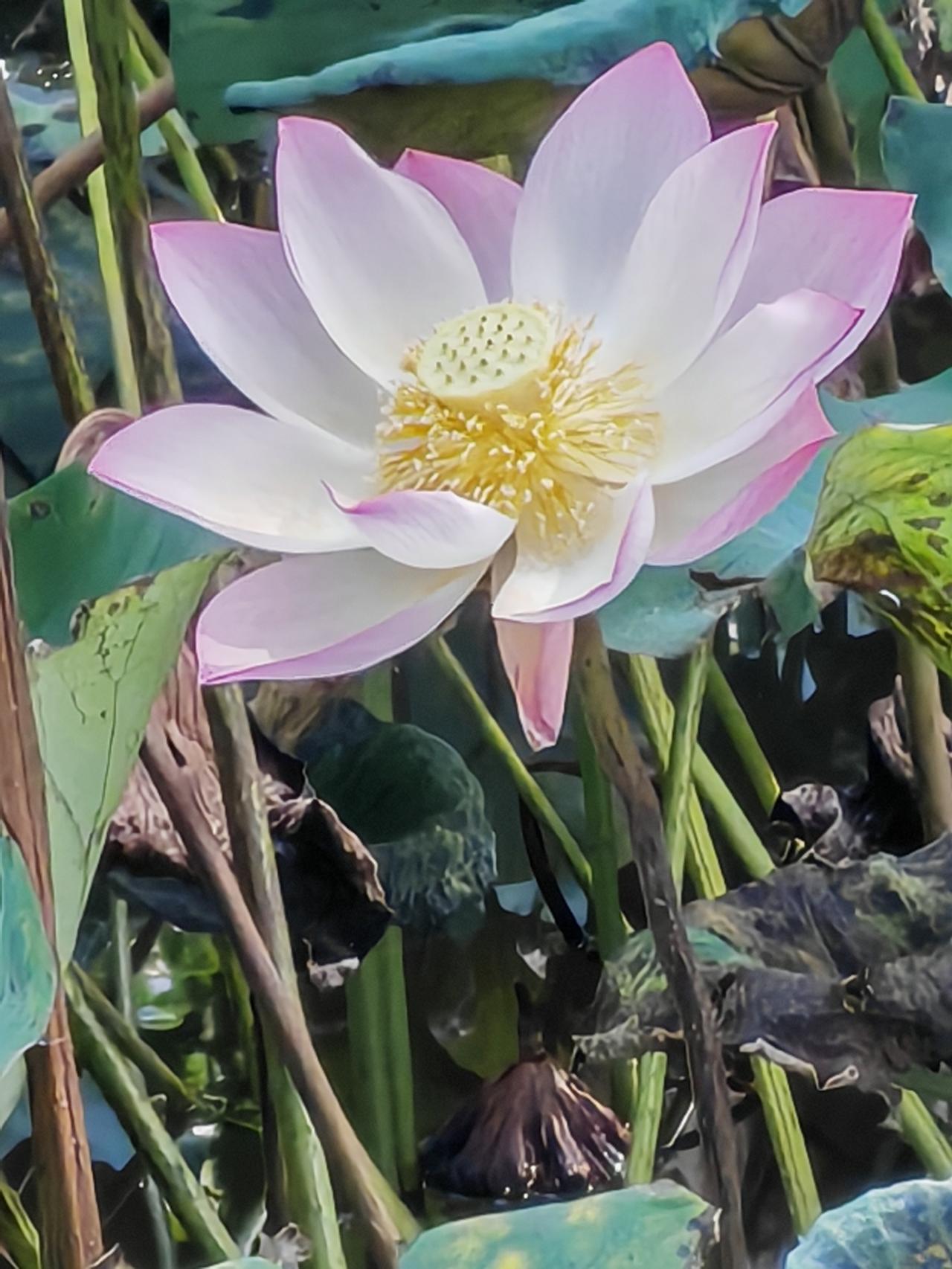 抽空出来赏花，
满目繁花治愈人心。
暂且放下生活焦虑，
好好感受眼前这份夏日浪漫