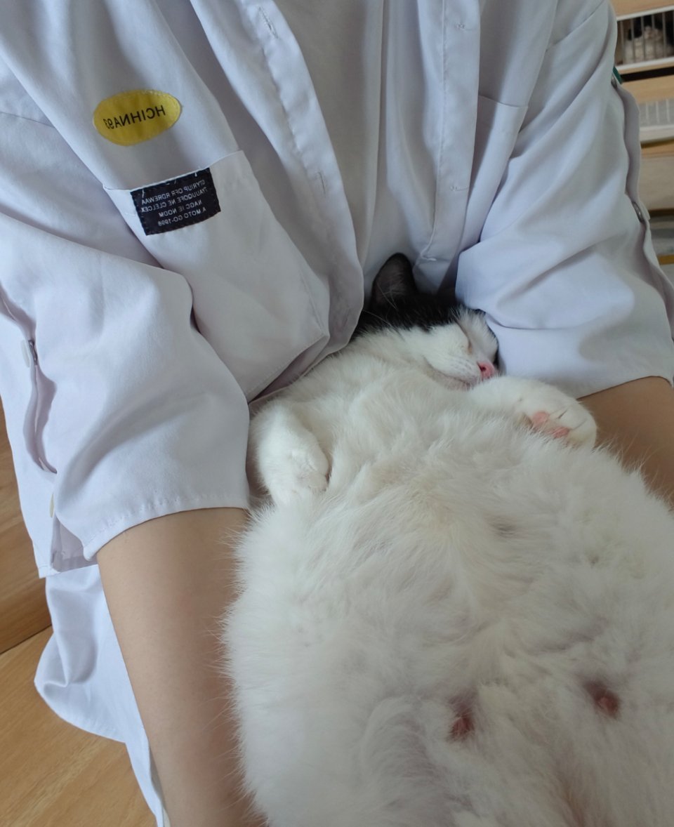 咪，你的睡姿好奇怪~🐈 ​​​