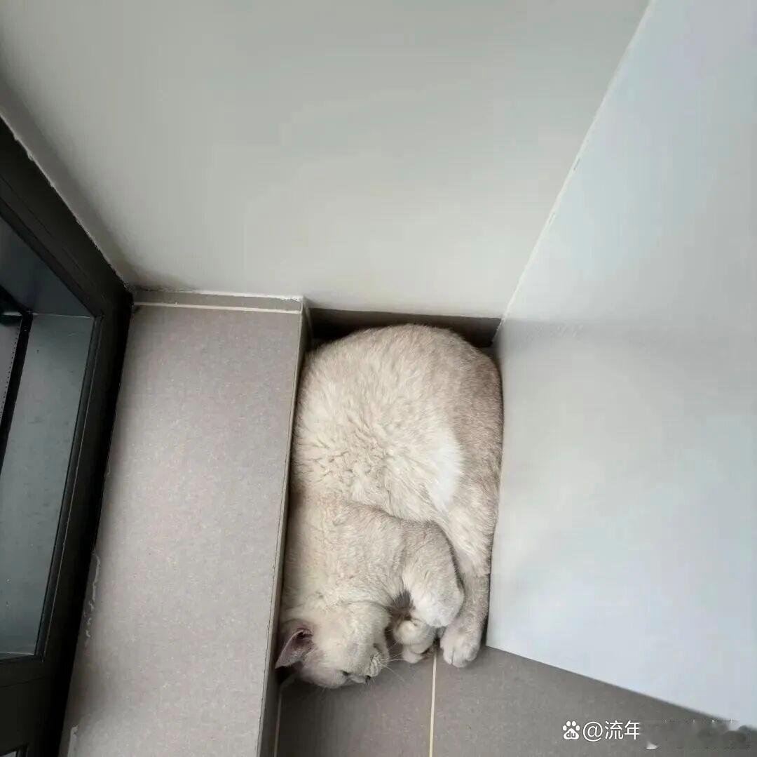 猫：我自会找地方睡觉。哈哈哈哈哈哈哈哈哈哈哈哈。 