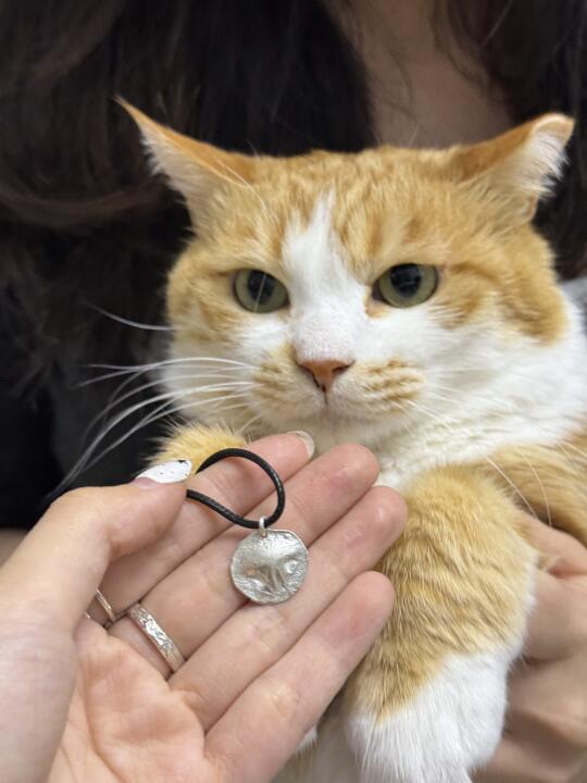 小猫咪也有专属鼻纹身份证啦