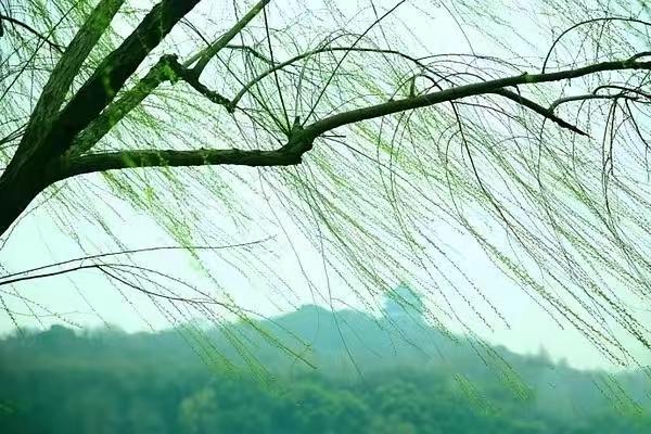 山坡羊·春景逸梦
烟柳情动，
风花香送，
春波潋滟桥东弄。
燕归逢，莺啼浓。
画