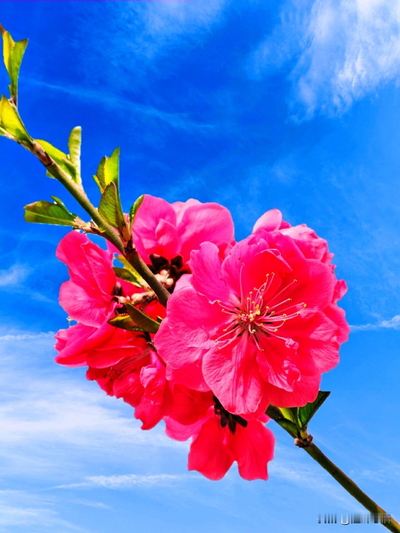 碧桃映碧空，芳菲满目红。