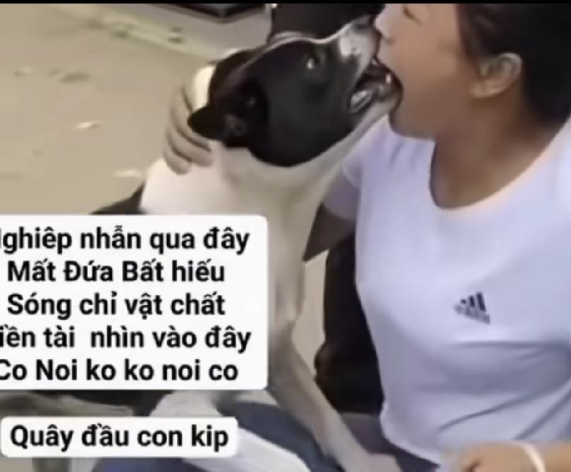 火到了国外，爱狗人士与狗亲吻，被死死咬住，这下子全网出名了，地球人都知道了。
狗