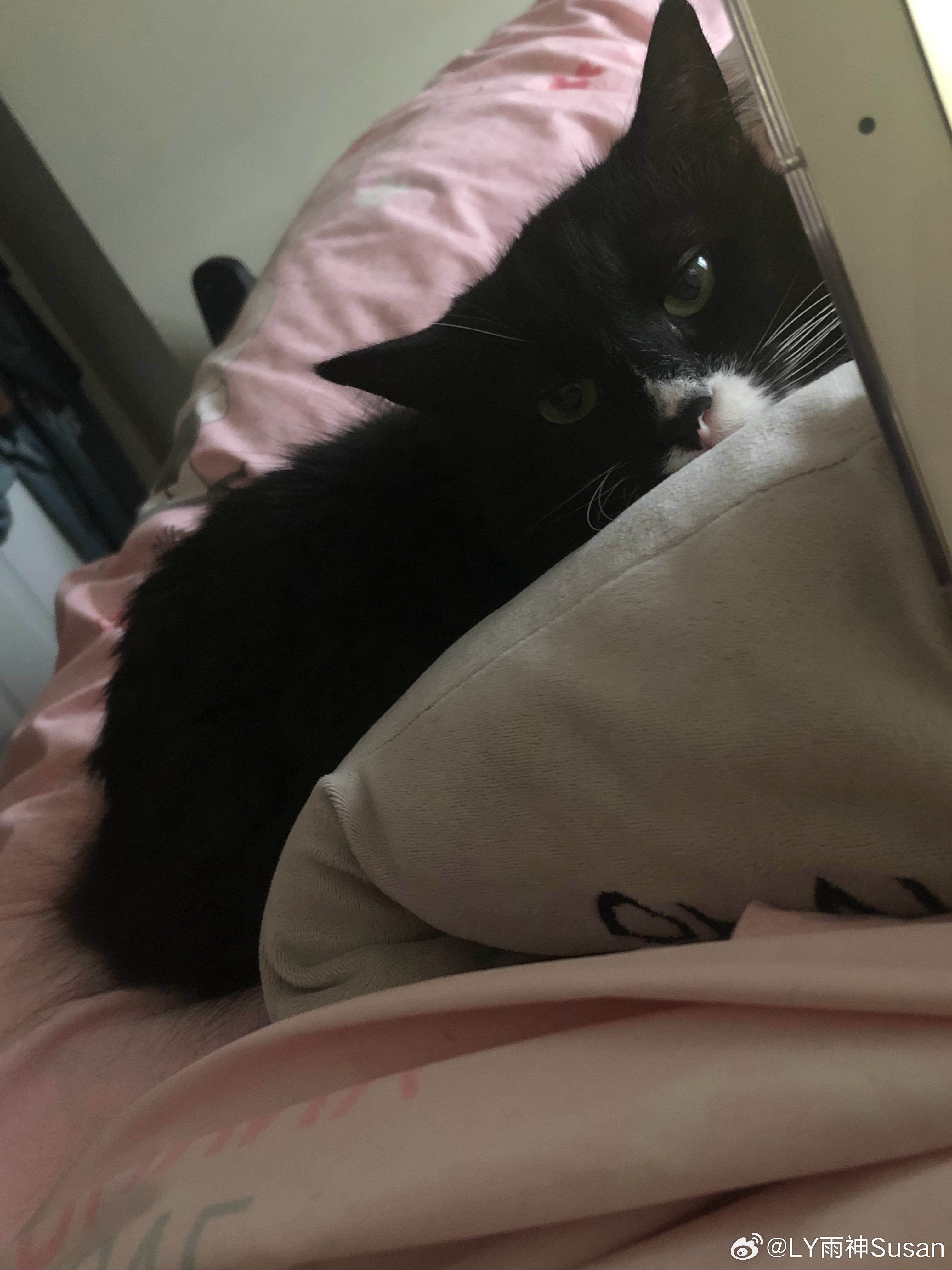 我家老猫眼神真的好可爱，我太稀罕了，希望它能永远这样陪着我 