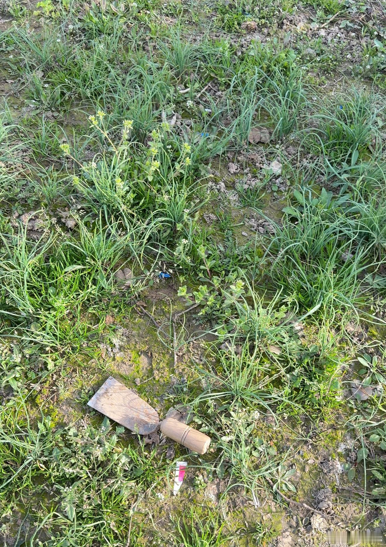 种菜人的乐趣，一有空就把小朋友约到菜园去干活，小朋友也很喜欢，大人收获了各种蔬菜