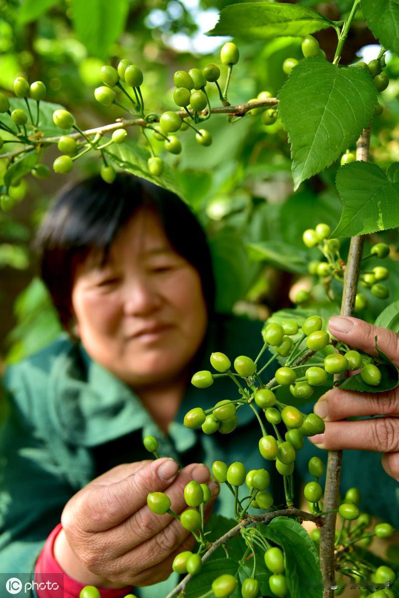 10种植物生长调节剂在作物上的药害症状表现

一、作物的多效唑药害症状
    