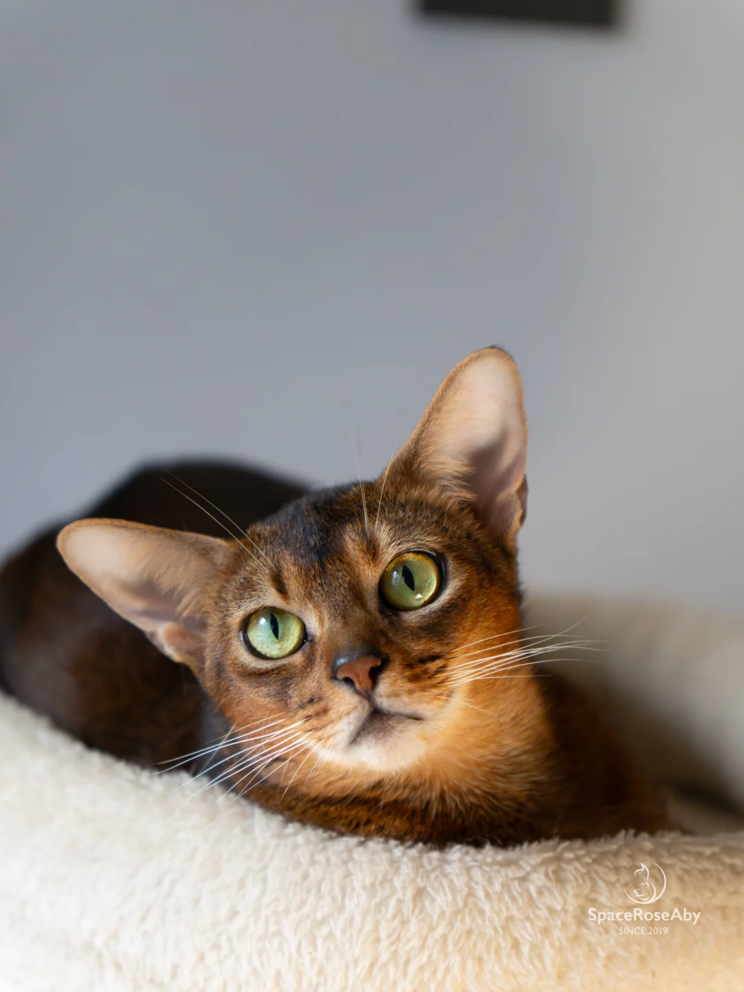 种猫欣赏丨拥有湖水般眼睛的Mintaka