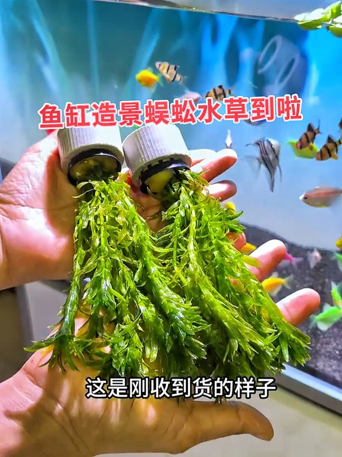新手养鱼造景小白必入！蜈蚣草，扔水里就能活，超强适应力，无需复杂养护。...