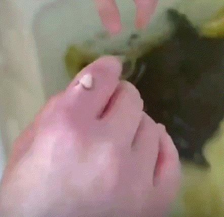 一女子处理甲鱼时，不慎被甲鱼死咬住了手指不松口。但女子被咬后，并没有像我们以为的