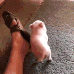 互赏积分有人嘛