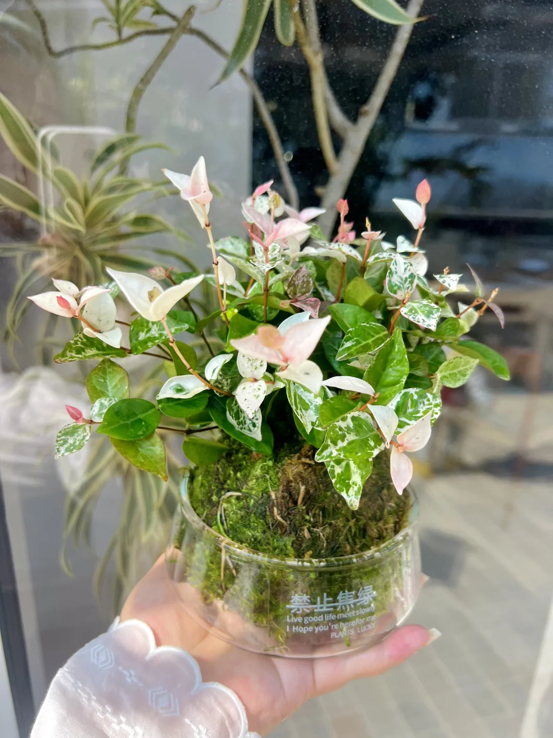 桌面新宠🌱粉色的小叶片也太可爱啦