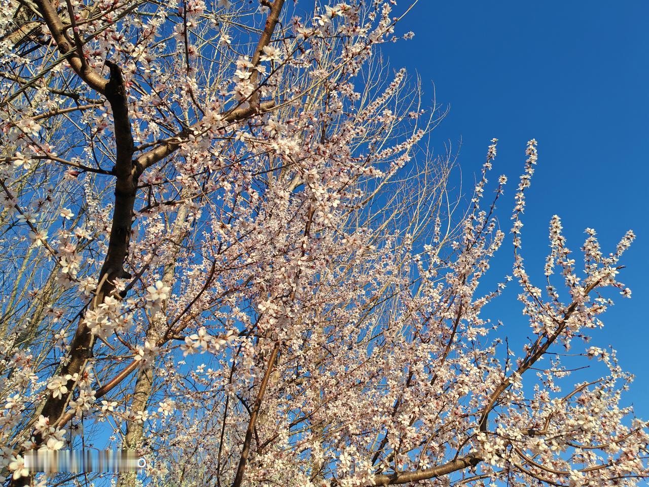 随手拍一张天空照 随手拍了张天空照，湛蓝里透着春日的温柔。瞧，桃花开了，那粉嫩的