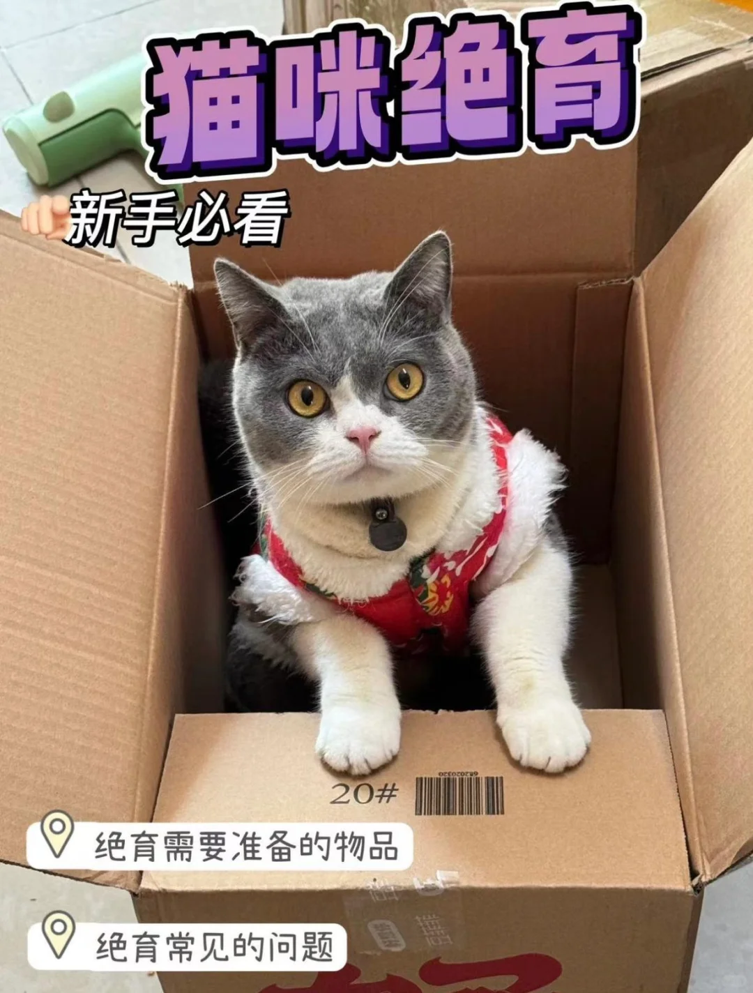 猫咪超全绝育攻略｜养宠必看！