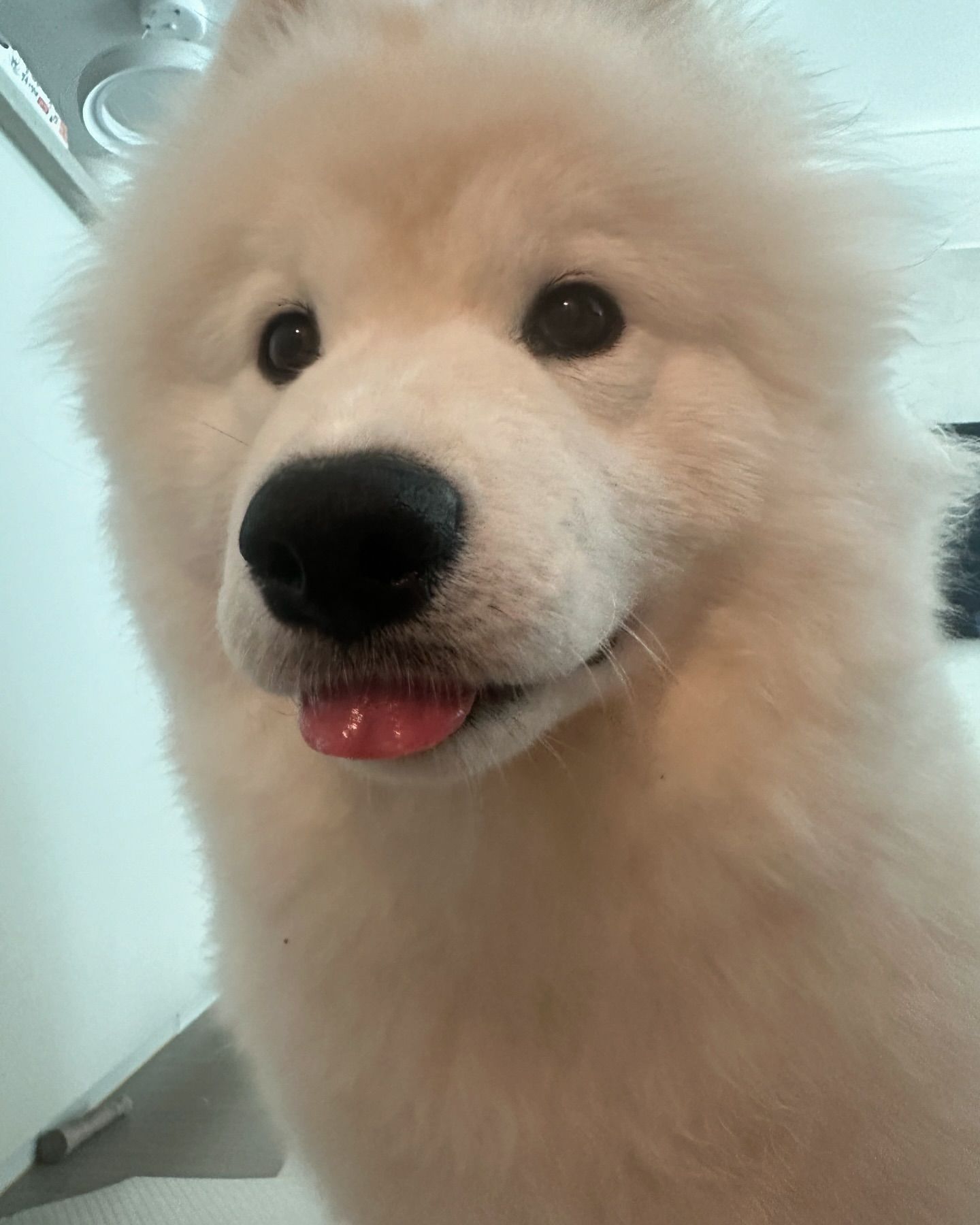 萨摩耶：略 ​​​