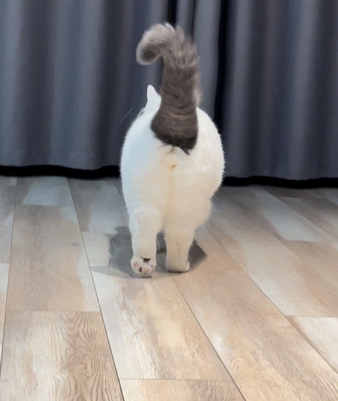 小肥猫屁股真圆啊！