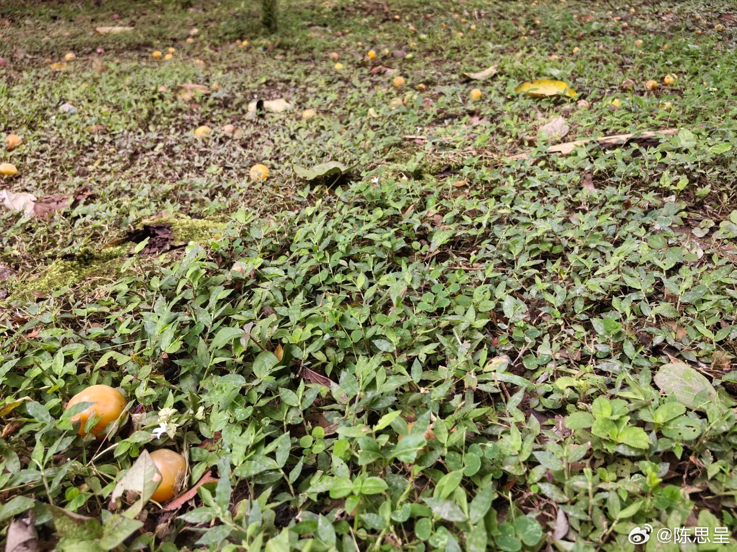下午在这个果园逛，地上很多落果但树上没有，很遗憾。突然一股果汁直喷我的手臂，确切