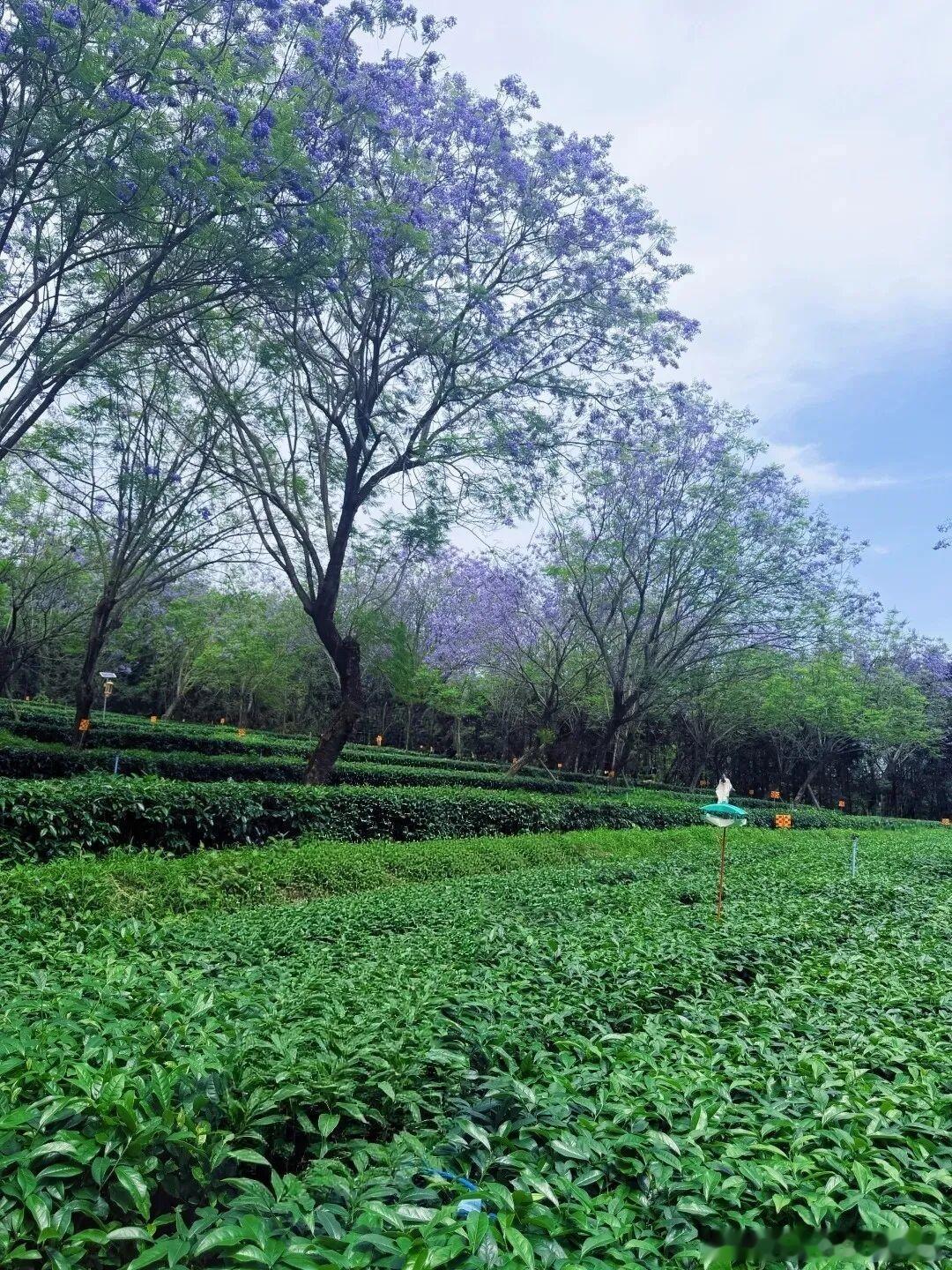 太美了，当蓝花楹遇上最美茶园，当山风吹落千里江山图 