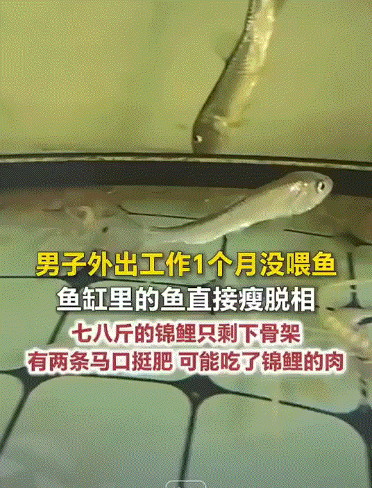 山东临沂，一男子一直在外地工作，于是他就把家中养的鱼托付给小舅子喂养，可最近一个