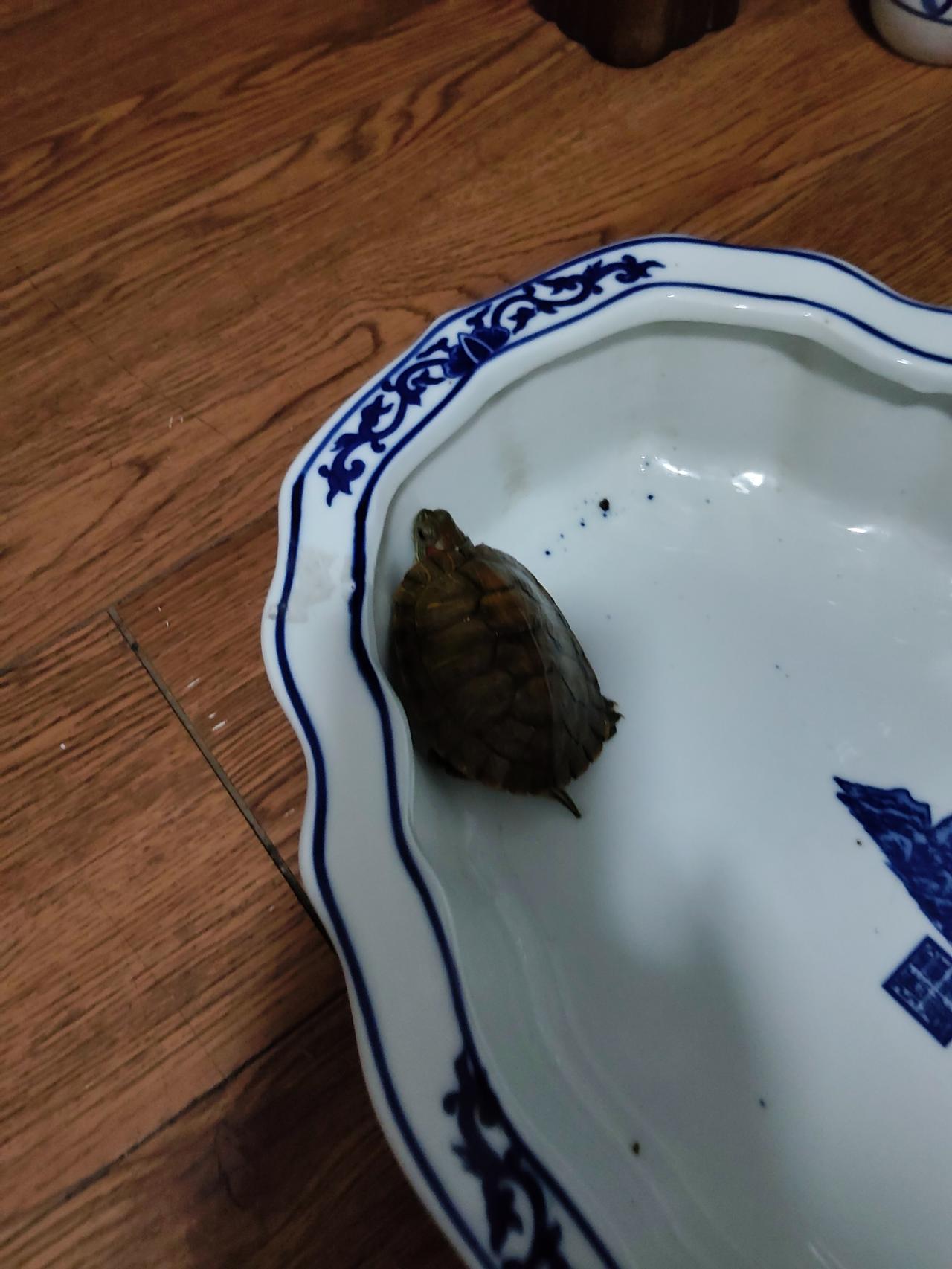 从网上买了两只乌龟，昨天下午到货的。昨儿晚上我聚餐回来，我家某人正蹲在地上，我说