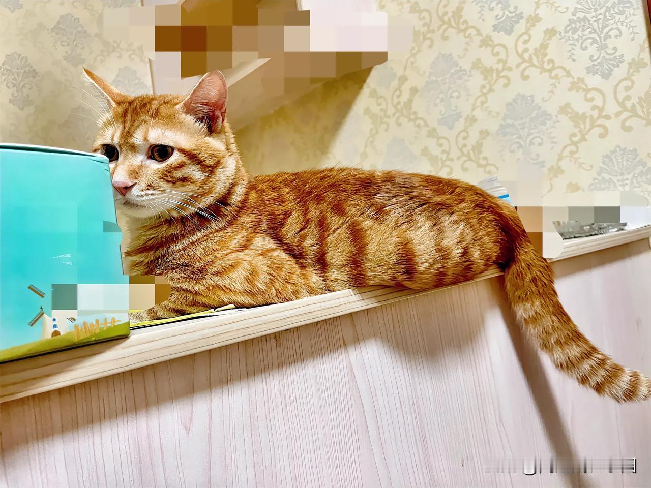 #晒晒你家的吃货小猫#太好玩了！我家猫咪爱吃罐罐，可是它又不会说话，铲屎官也经常