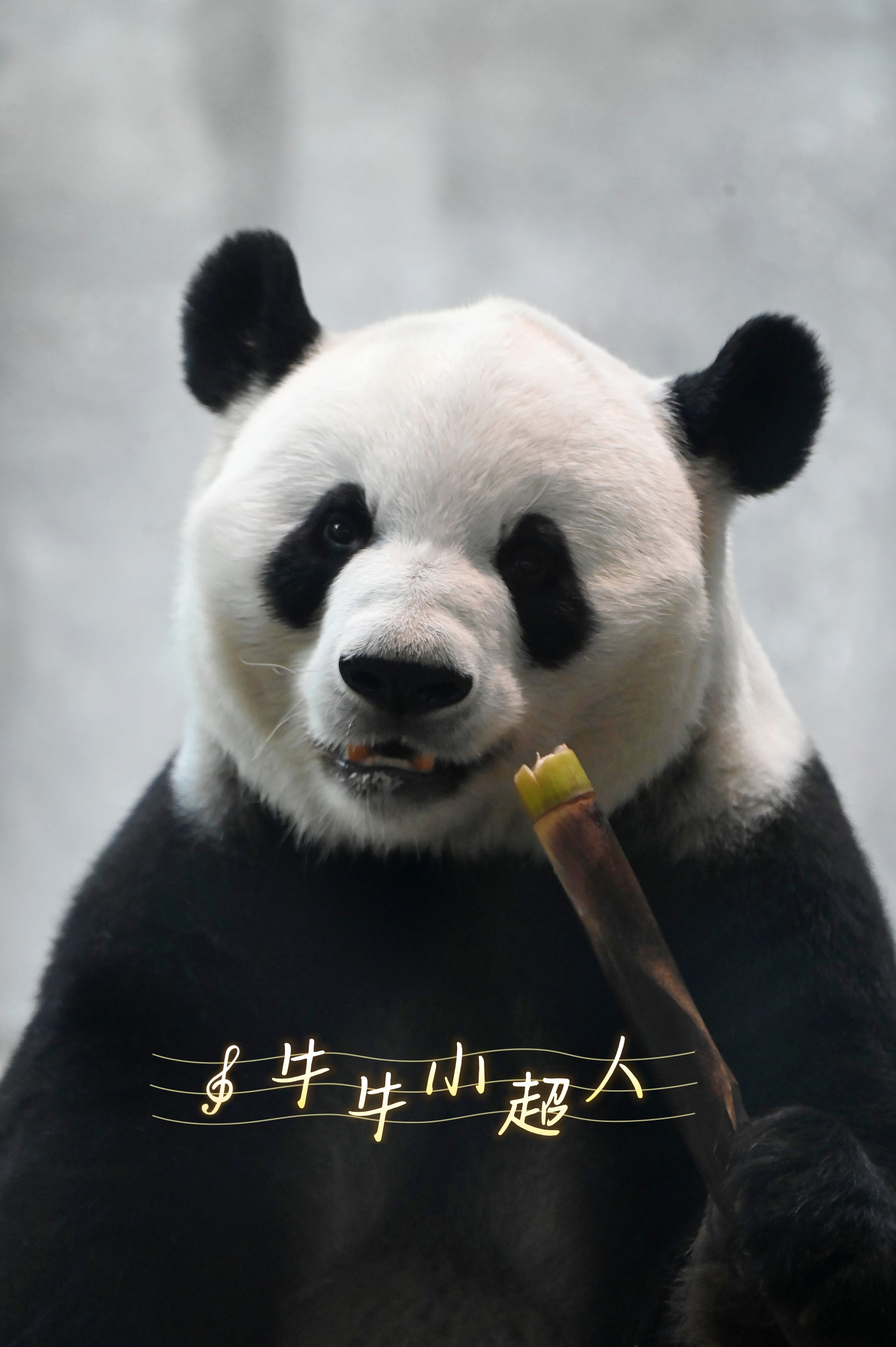 大熊猫萌兰[超话] 完美小熊么小猪，希望你被世界温柔以待[爱你][爱你][爱你]