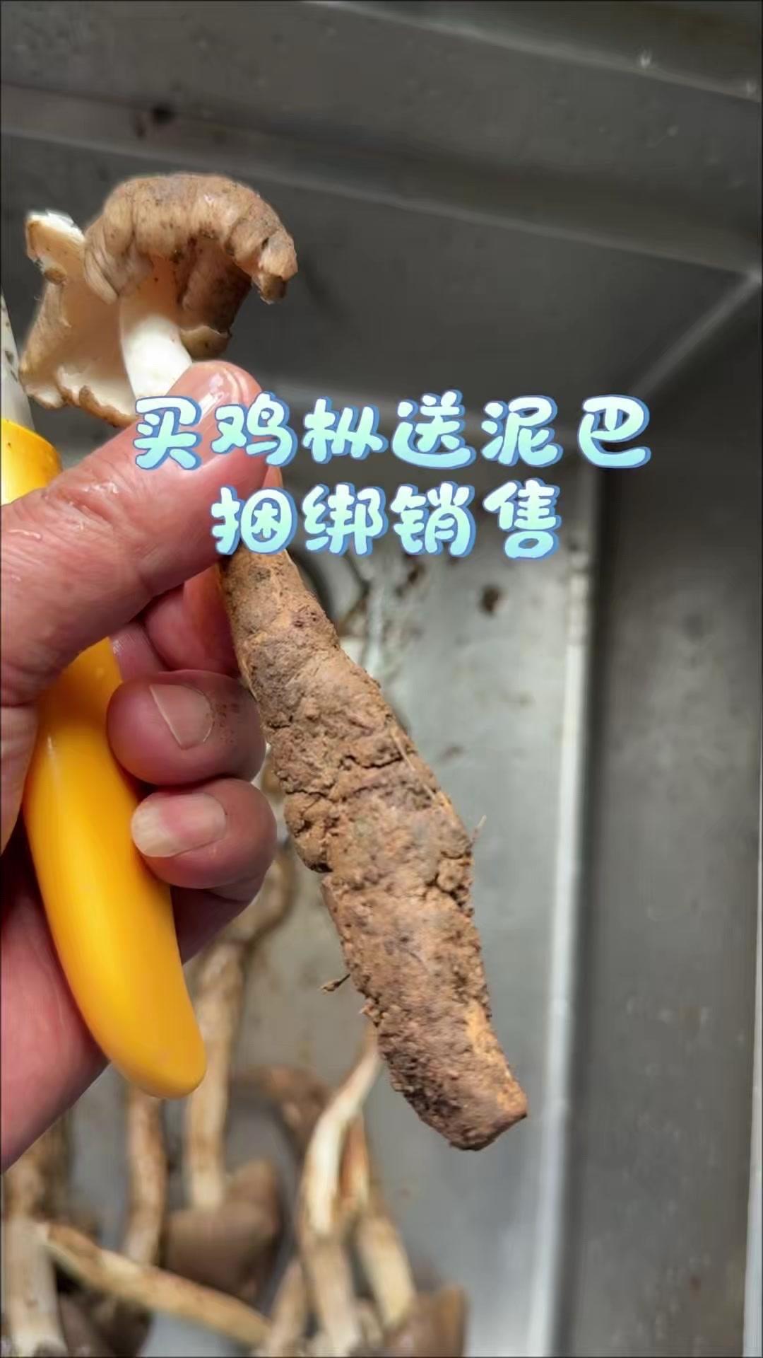 买鸡枞送泥巴？离谱！🤬买鸡枞居然被塞了这么多泥巴，花的钱感觉一半都在买泥！手指