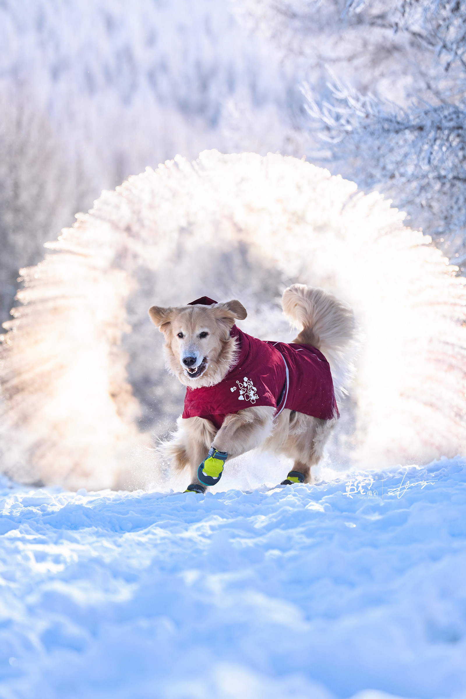 大雪过后的崇礼，没有人能够抵抗这一抹白色[憧憬]   