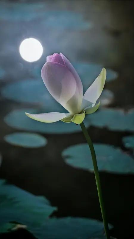 上联:月照荷塘静，邀请下联风拂柳暗幽。