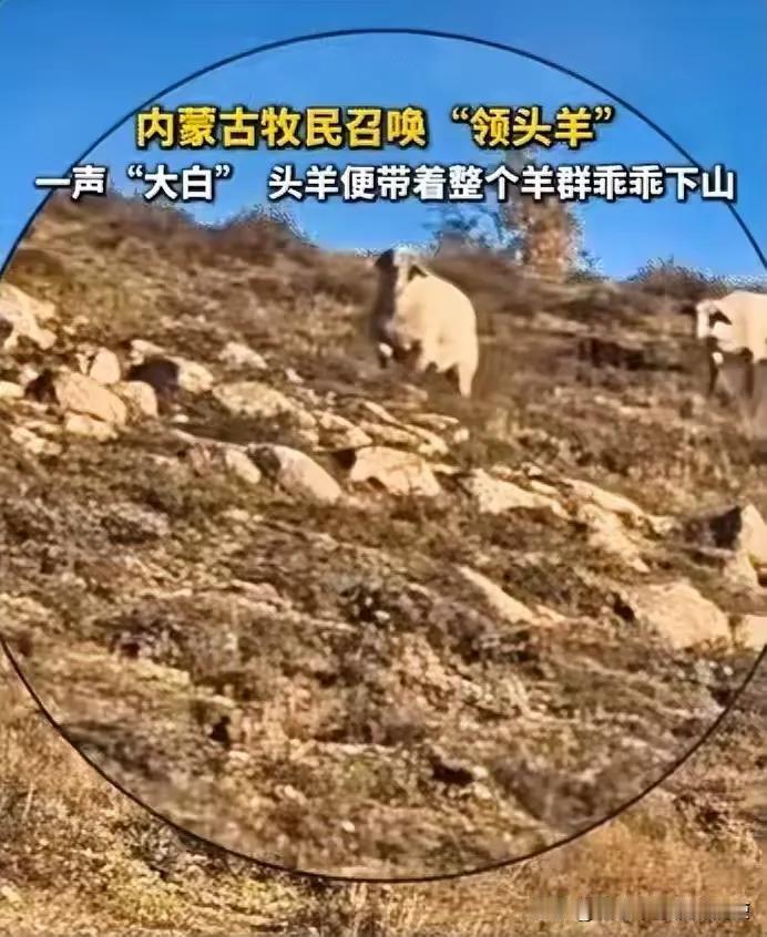近日！内蒙古，一位牧民闲来无事，就驯了一只头羊起名叫大白，这天到了傍晚5点了，羊