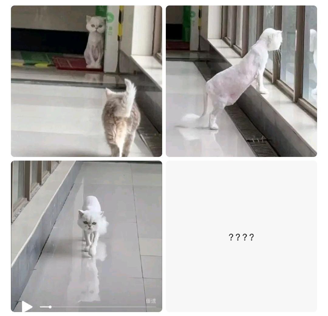 有的狗一直丑大家也就习惯了有的猫一年按时丑一次实惨太子团队下黑水给二姐实锤 