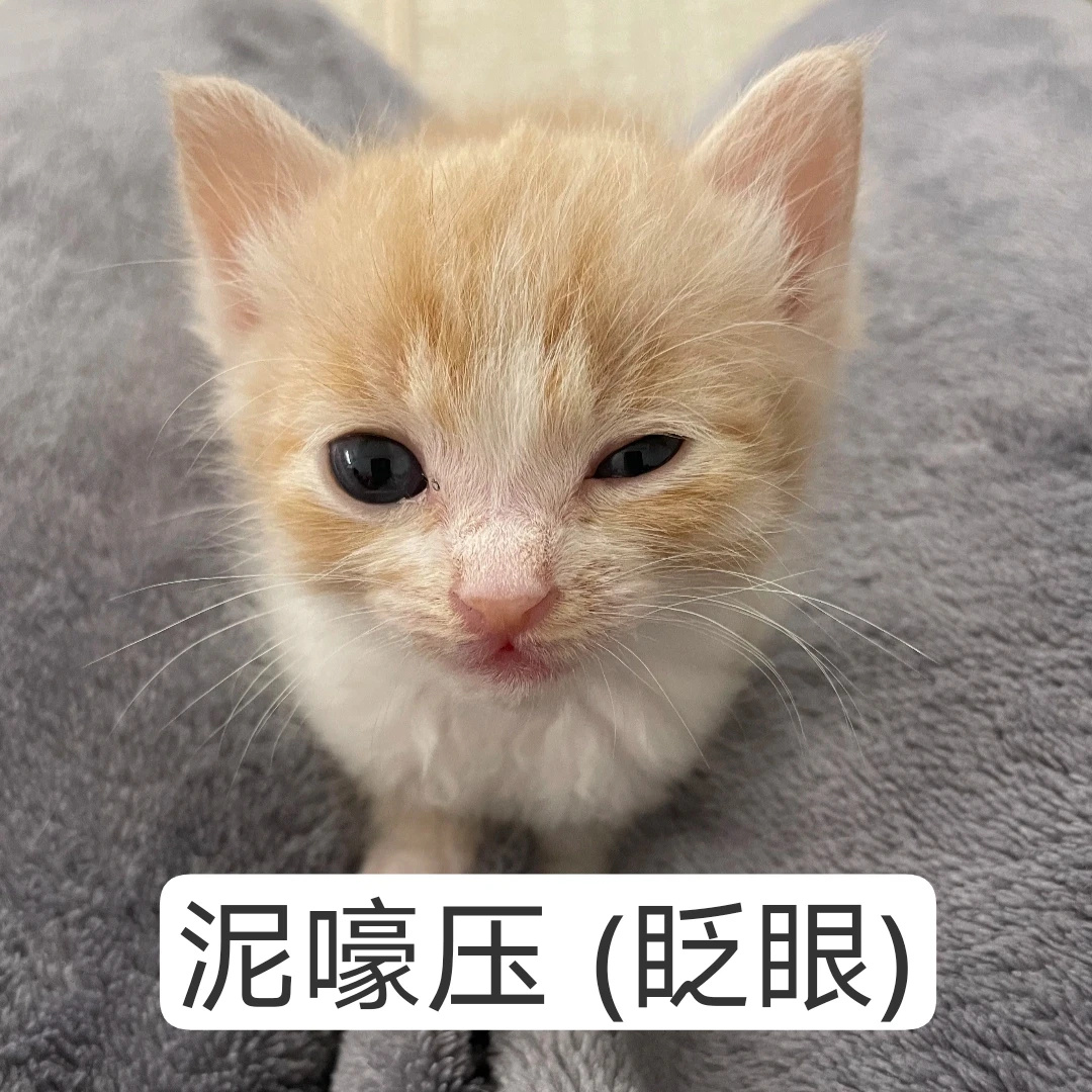 清融下次多猫塑自己吧，我喜欢猫塑 
