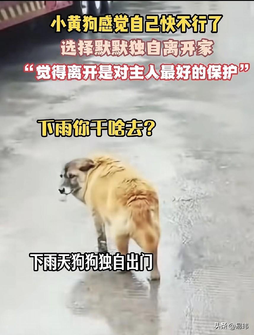 泪目了！一位小姐姐养了一只小黄狗，一直来对它照顾有加，非常疼爱，后来估计是它年纪