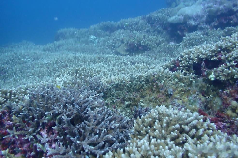 【黄岩岛珊瑚礁生态调查报告出炉，国家级自然保护区控诉“侵闯”】很多人以为，主权是