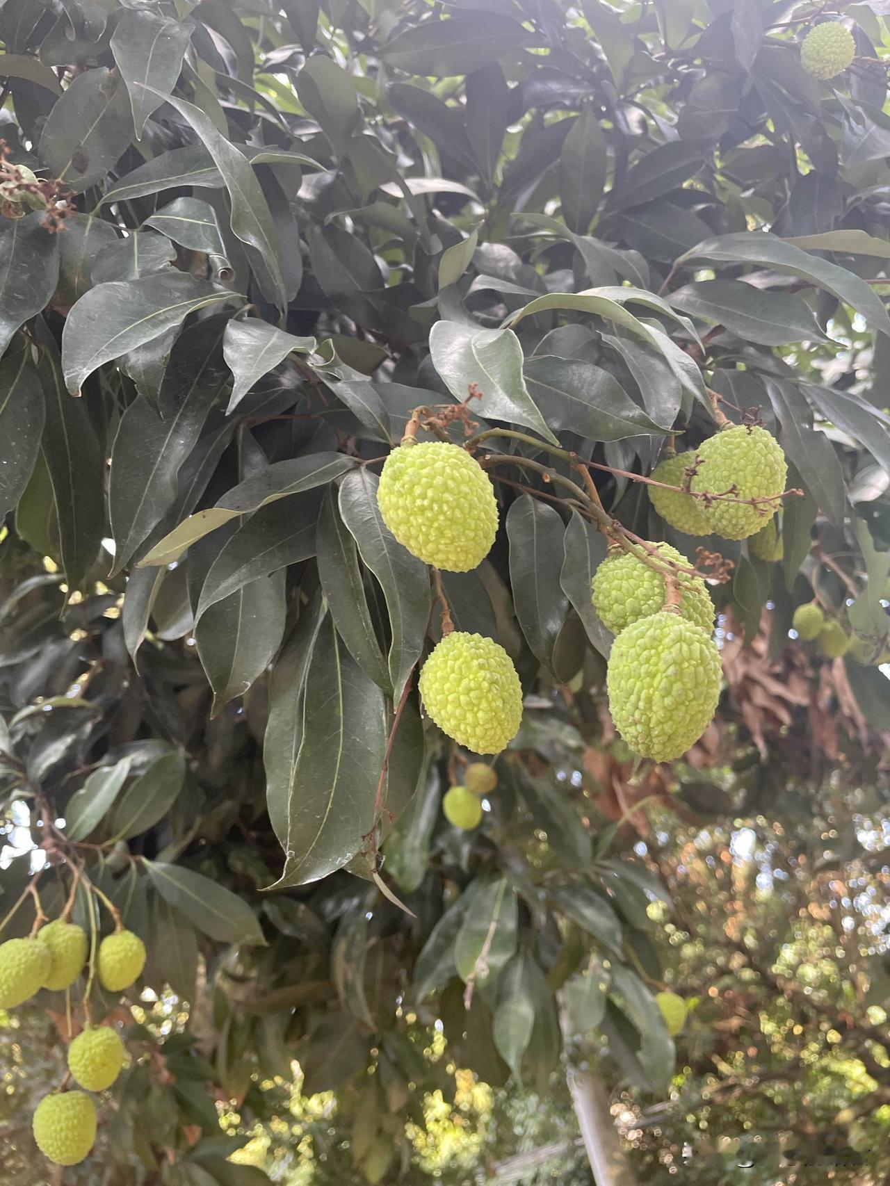 家有这样的儿子，确实很头大。很一阿姨49岁，老公50岁，川渝地区人，现在老公因为