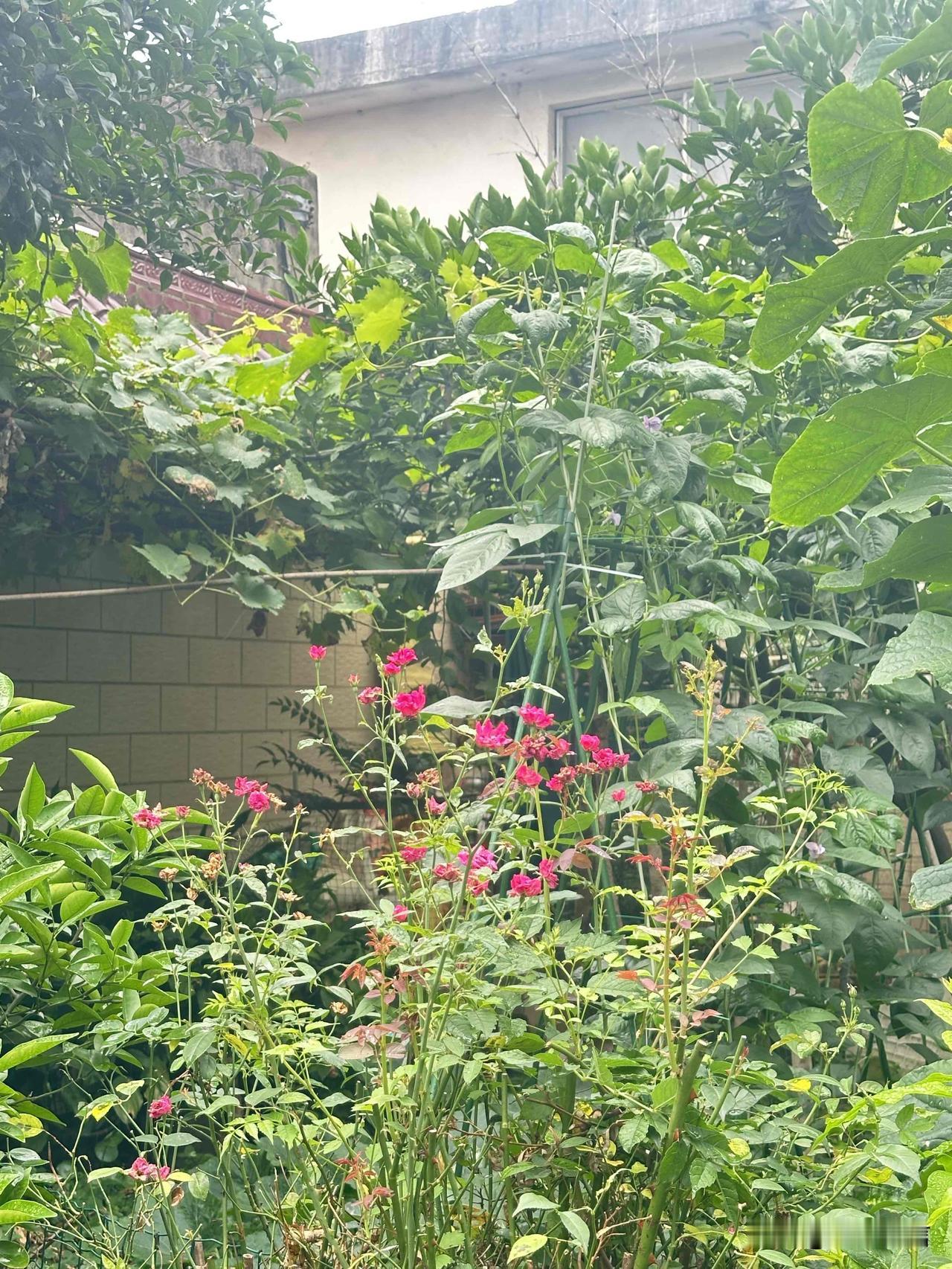 ，什么花都行