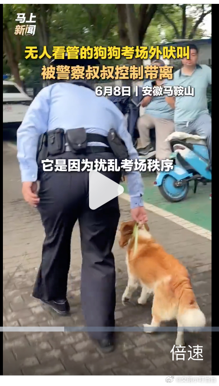 这一看就是故意带到高考考点附近，放开牵引绳，制造噱头，意思就是高考都能嚯嚯，能咋