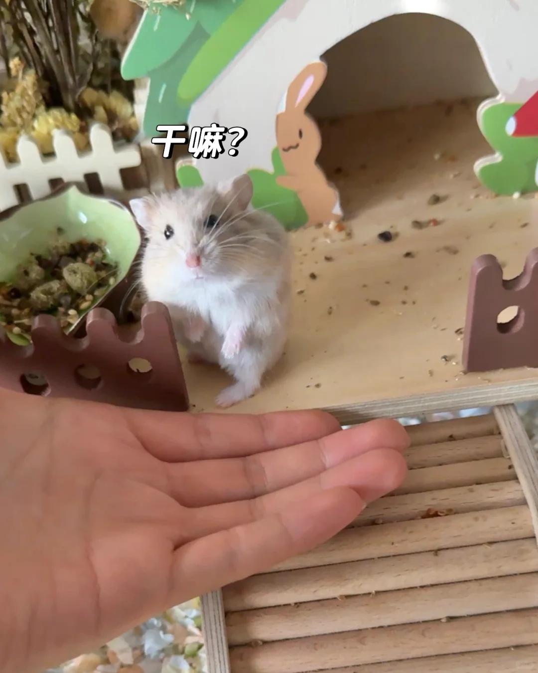 当你试图让新养的鼠上手……