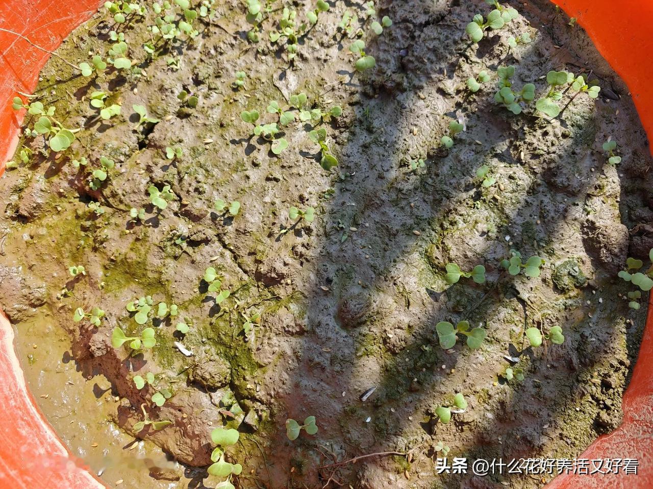 记录秋日生活点滴楼顶种菜了，体验种菜的乐趣