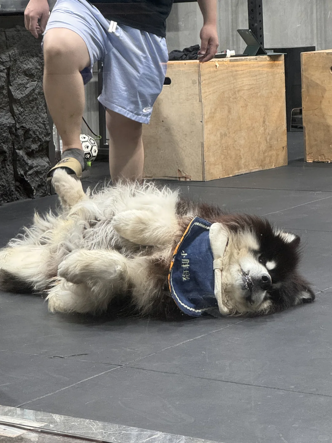 一辆修狗翻车啦