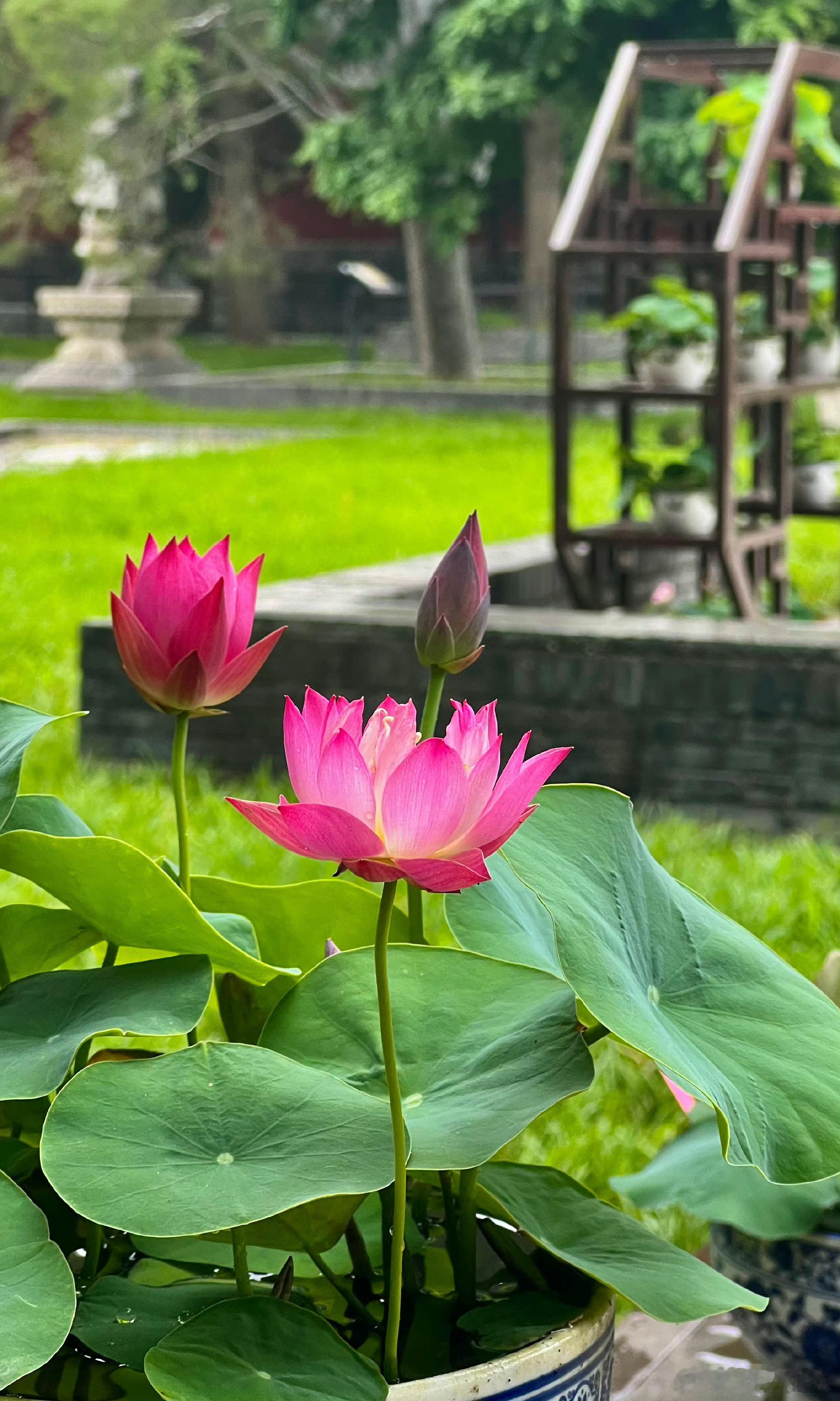 北京北海公园 万佛楼 盆栽荷花摄影 ​​​