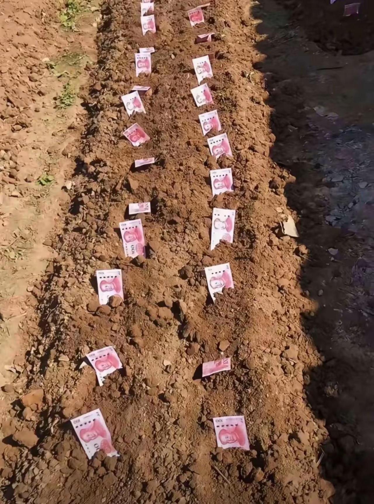 种瓜得瓜，种豆得豆，只要有付出，就会有收获